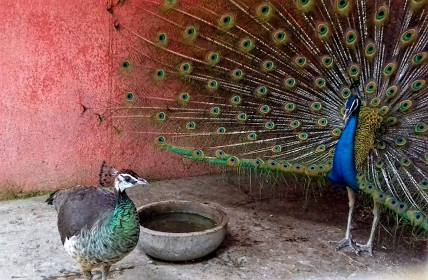 Navi Mumbai_Karnala_bird_sanctuary_2